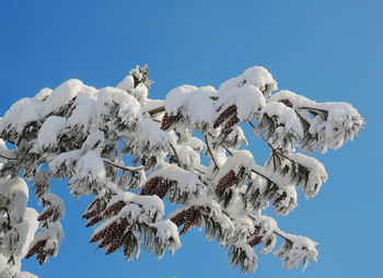 Low angle view of frozen tree against clear blue sky