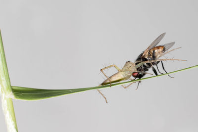 Close-up of grasshopper