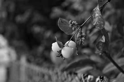 Close-up of berries growing on tree