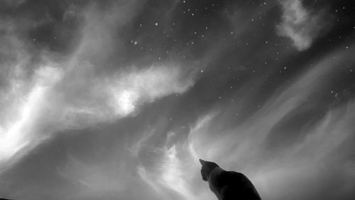 Low angle view of silhouette horse against sky at night