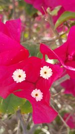 Close-up of pink flower