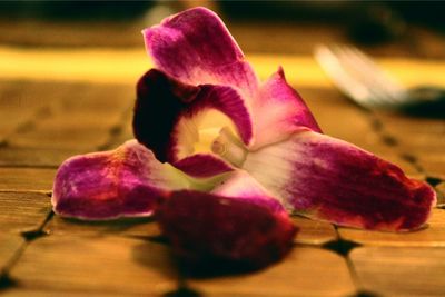 Close-up of flower against blurred background