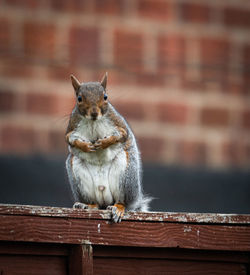 Close-up of squirrel on wall