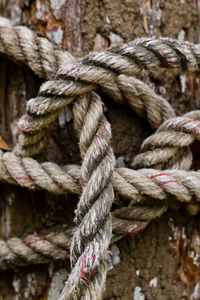 Close-up of ropes wrapped on tree trunk