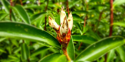 Close-up of insect on plant