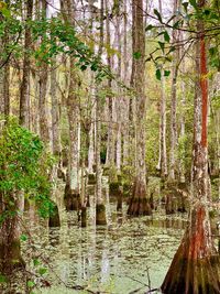 Scenic view of lake in forest