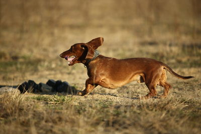 Side view of a dog on field