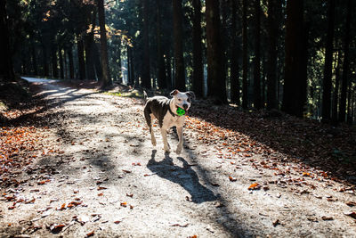 View of dog on road in forest