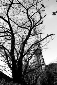 Low angle view of bare trees against sky