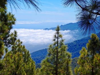 Scenic view of pine trees against sky