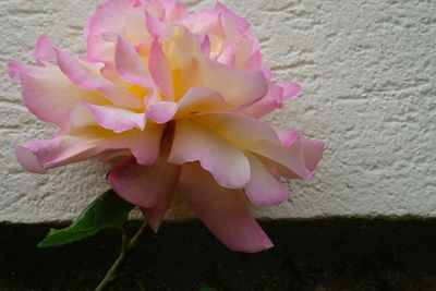 Close-up of pink flowers