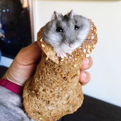 Cropped image of hand holding hamster in bread