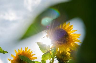 Close-up of yellow flowers