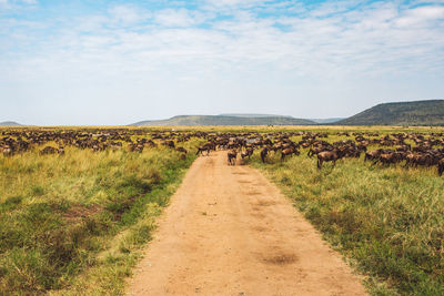 Wildebeest and zebras on a field