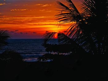 Silhouette of palm trees at beach during sunset