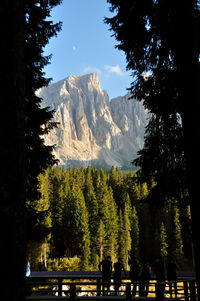 Panoramic view of trees on landscape against sky