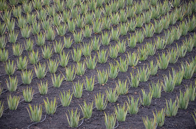 High angle view of plants growing on field