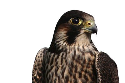 Close-up of owl against white background