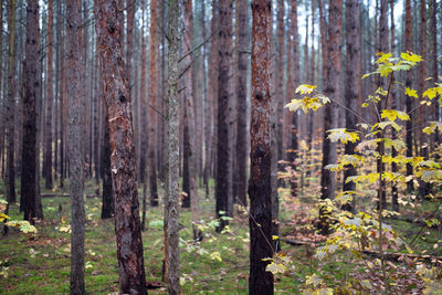 Pine trees in forest