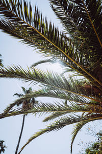 Low angle view of palm tree against sky