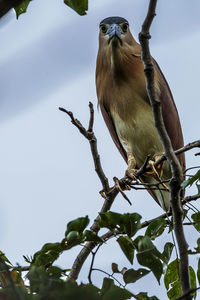 Low angle view of bird perching on branch against sky