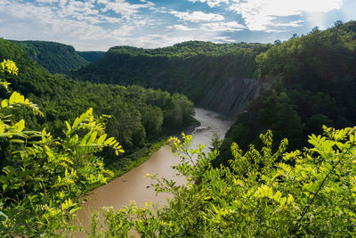 Scenic view of river amidst trees against sky