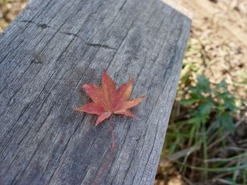 High angle view of maple leaf on wood