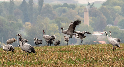 Flock of birds flying against sky