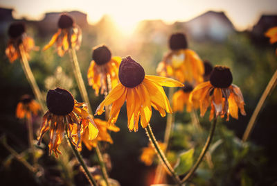 Close-up of yellow flowers blooming on field