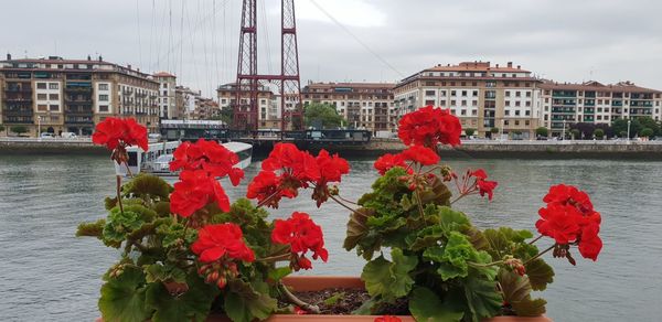 Close-up of red flowering plants by canal against sky