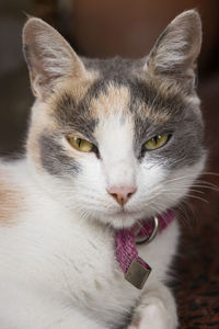 Close-up portrait of cat at home