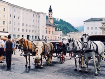 Horses on street in city against sky