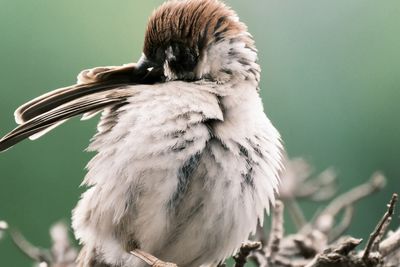 Close-up of bird perching on branch