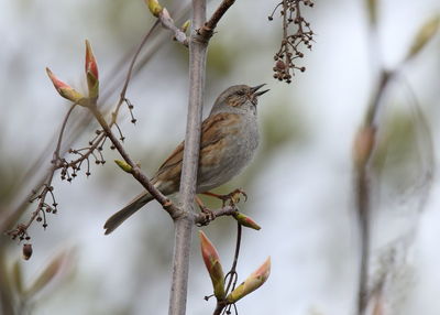 Close-up of bird perching on branch