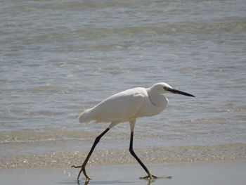 White bird on beach