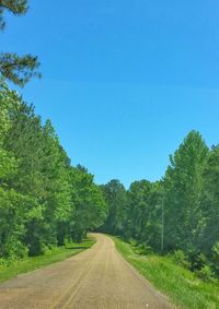 Empty road along trees