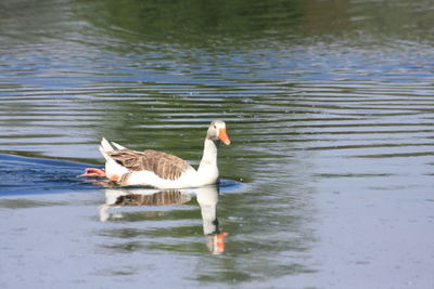 Ducks swimming in lake