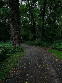 Road amidst trees in forest