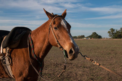 Horse standing on field against sky