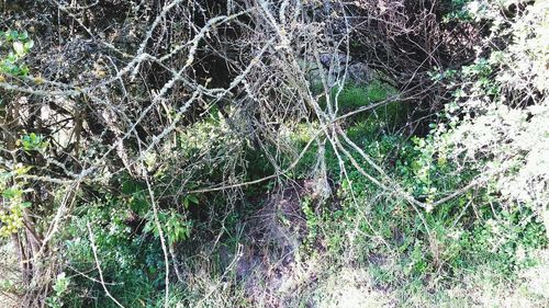 Low angle view of spider web on tree