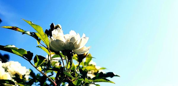 Low angle view of flowering plant against clear sky