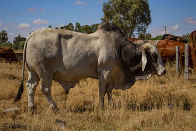 Brahman bull. brahman is a cattle breed with typical appearance