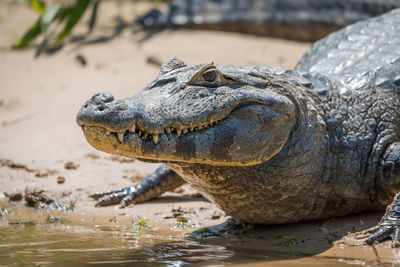 Alligator at lakeshore