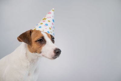 Close-up of a dog over white background