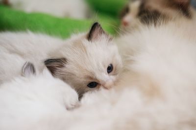 Close-up kitten feeding on cat