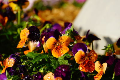 Close-up of orange flowers