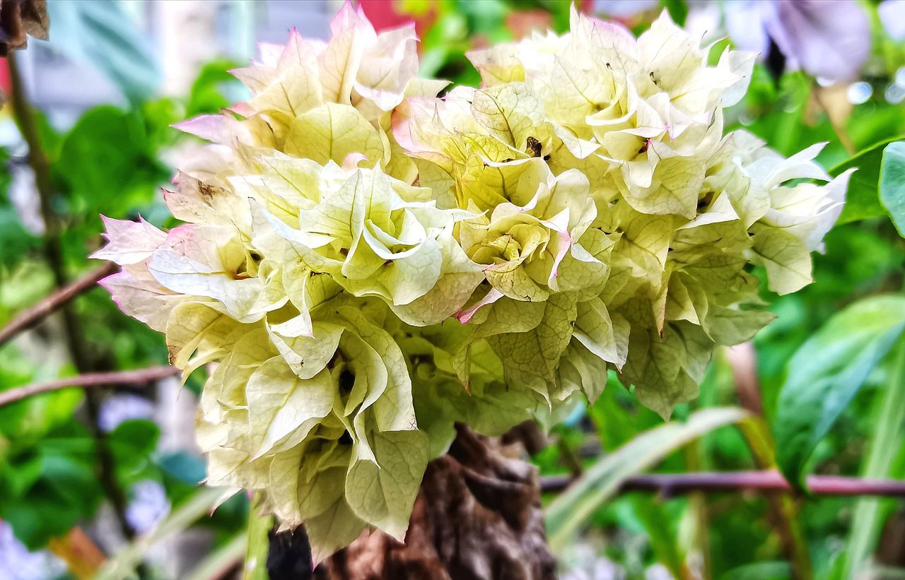 CLOSE-UP OF FLOWERING PLANTS