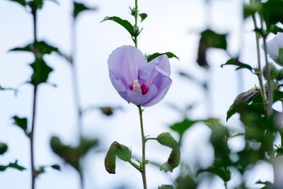 Close-up of flowers blooming outdoors