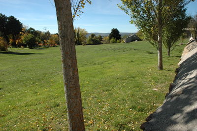 Trees on grassy field