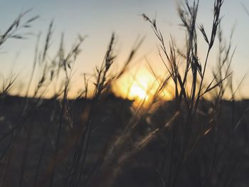 Close-up of stalks against sunset